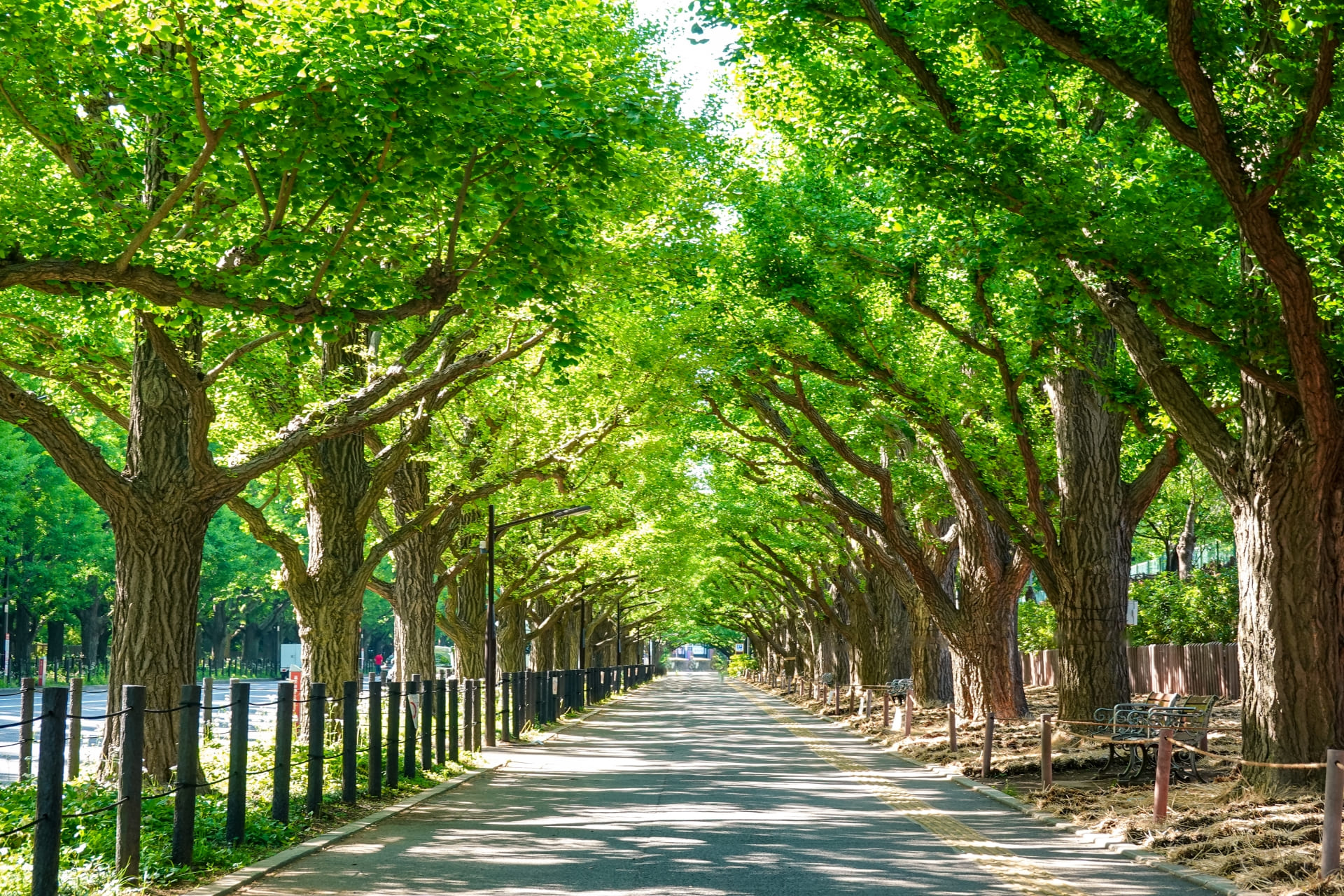 港区外苑前の住みやすさは？治安と生活環境の魅力を解説！